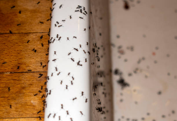 Best Insect Control  in Durant, IA