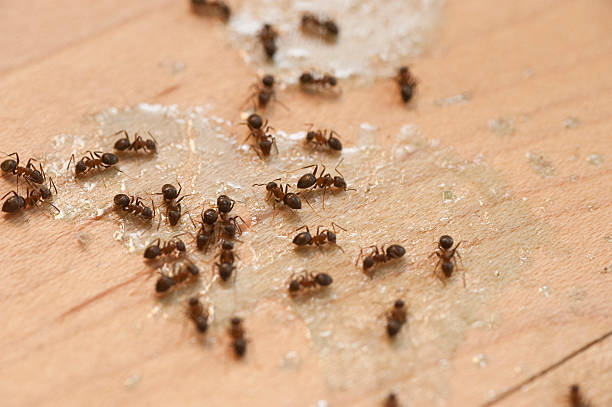 Best Exterminator Services  in Durant, IA
